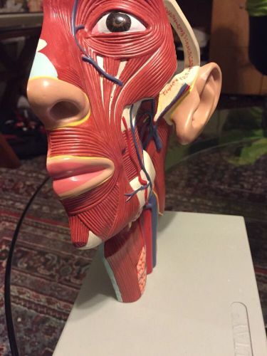 ALTAY Head With Arteries Model