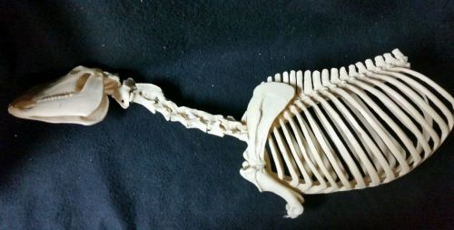Vintage Anatomical Horse Skeleton Model Ribs Neck &amp; Head
