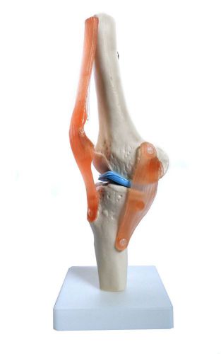Old Nobby- Life Size Functional Knee Joint Anatomical Model with Ligaments