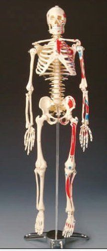Human Body Skeleton Anatomical Medical School Education Anatomy Bones Parts New