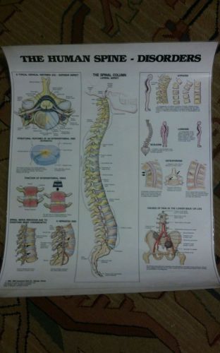 The human spine-disorders Anatomy Poster  Anatomical Chart Co. 26&#034; x 20&#034; vintage