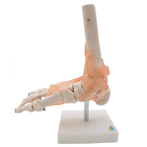 Foot joint model with ligaments,kouber human anatomical model,life size,height 1 for sale