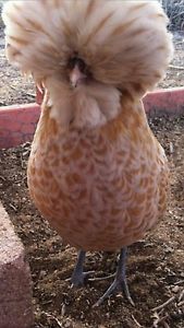 Buff polish chicken hatching eggs
