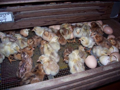 12 + **Cinnamon Queen Chickens  **  Hatching Eggs NPIP CERTIFIED