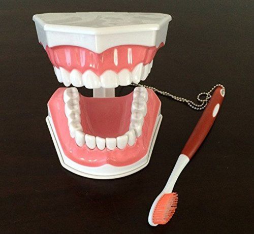 YueYueZou Adult Teeth Model Dental Teaching Model Typodont with Brush