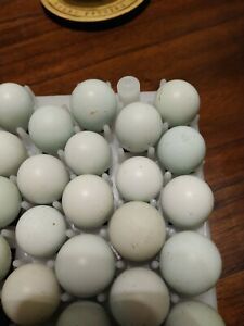 20+ celadon quail hatching eggs