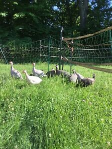 12 Fertile Guinea Hatching Eggs