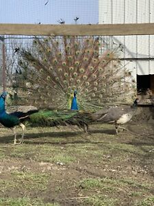 2 India Blue Peacock Peafowl Hatching Eggsssss