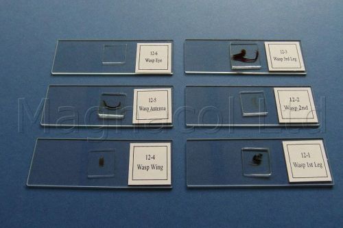 Microscope Slides: Prepared Slides - Wasp Parts