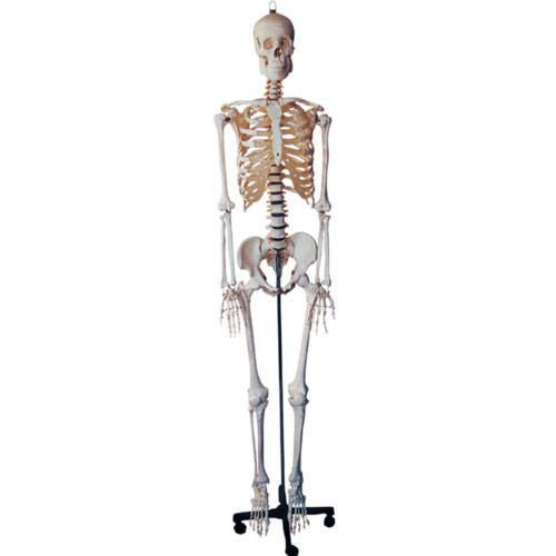 Human Skeleton Anatomical  LABGO