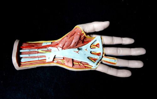 3B Scientific - M18 Internal Hand Structure Skin Anatomical Model, 3 part (M 18)