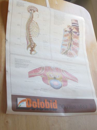 Dolobid Merck Clinical &#034;Anatomy of the Spine&#034;  Medical wall chart