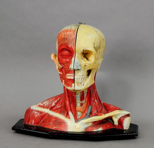 antique 3D anatomical head model, circa 1910