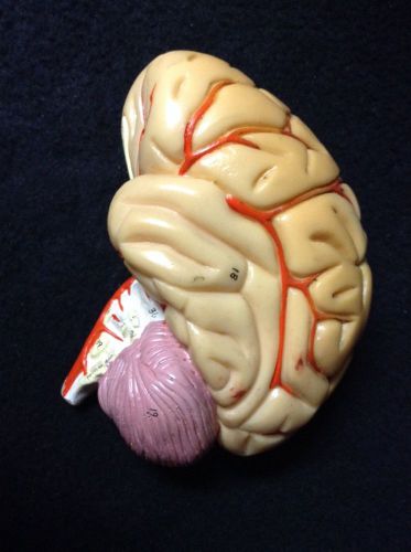 Vintage Denoyer Geppert Half Brain Anatomical Model