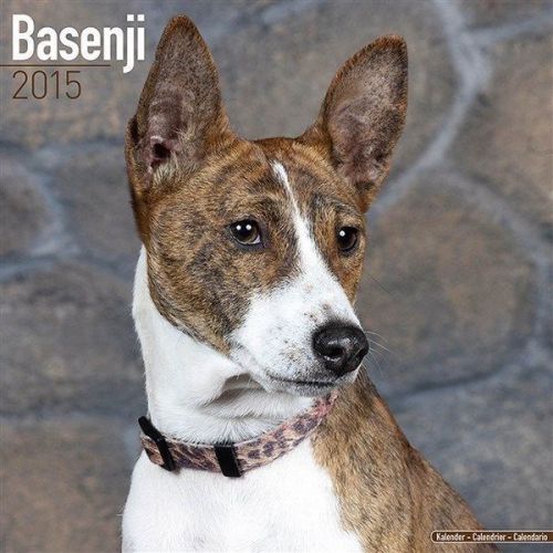 New 2015 basenji wall calendar by avonside- free priority shipping! for sale