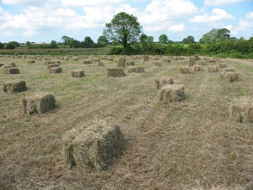 Quality Small Bale Hay ?3.95 per Bale Including Local Delivery Preston &amp; Fylde.