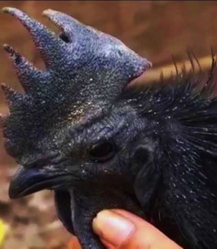 3+ ayam cemani hybrid hatching eggs greenfire/silkie (see our feedback!) for sale