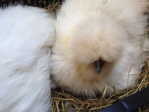**6+Mixed Silkie hatching eggs,you choose colors pick n&#039;mix. NPIP tested