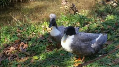 crested/non crested BBS swedish duck hatching eggs (with 1 cayuga)