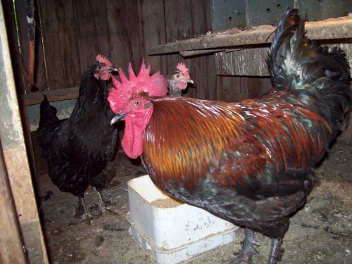 6 +2 Black or Blue French Copper Maran hatching eggs (new)