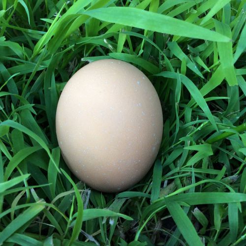 Cornish cross slow grow chicken fertile hatching egg/s - buy 1 or more... for sale
