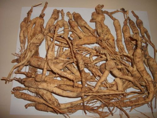 SALE&gt;&gt;&gt;&gt; 454 GRAM  DRY WILD GINSENG ROOTS VERY OLD With LONG NECKS