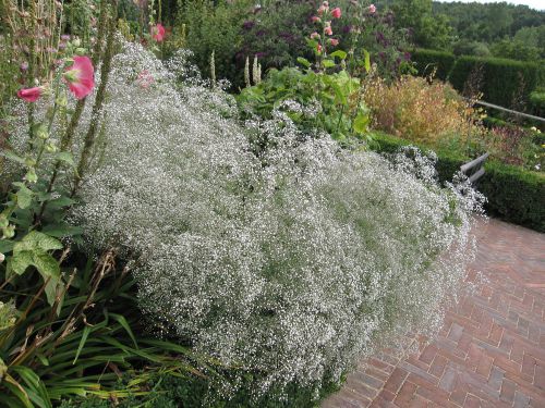 Fresh Gysophilla elegans (Baby&#039;s Breath) (20+ Seeds) Craft, Bouquet, Hardy, WOW!