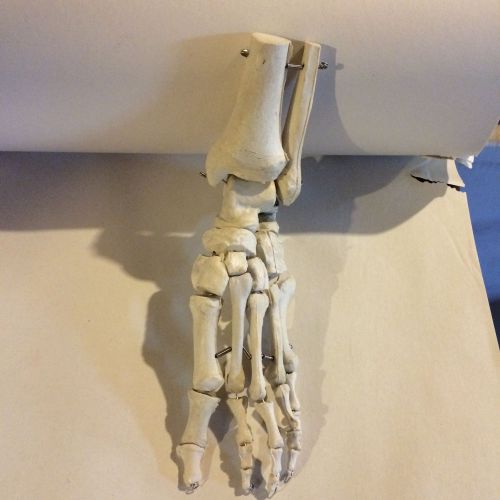 Foot Anatomical Skeletal Model