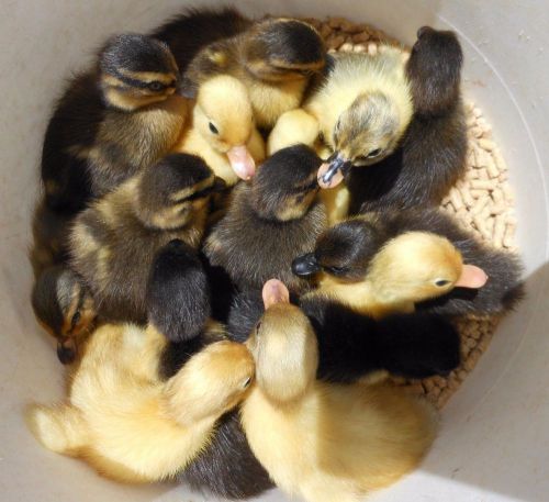 Call duck eggs 12 +++ . from small calls ducks &amp; crested short beaks for sale