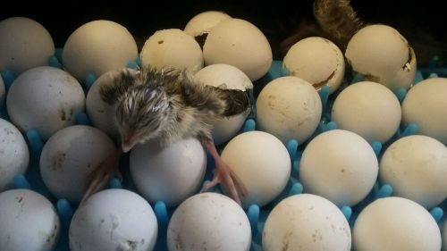 12 + Snowflake bobwhite quail eggs npip certified
