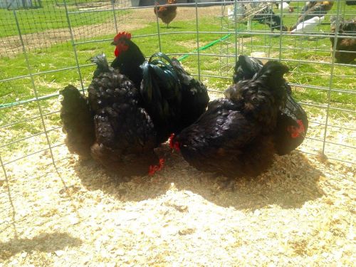 12+ Black English Orpington Hatching Eggs