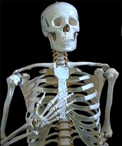Life size anatomical skeleton(male)model 180cm + 7 languages list for sale