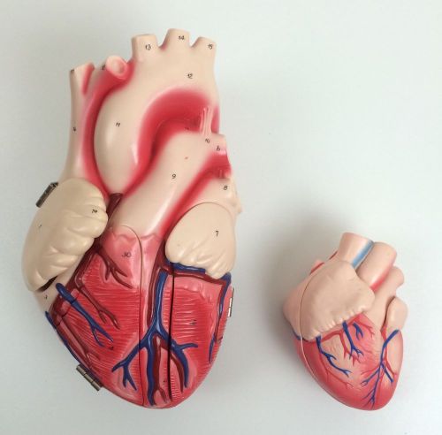 Denoyer Geppert Human Heart Anatomical Teaching Model Plus Life Size Heart