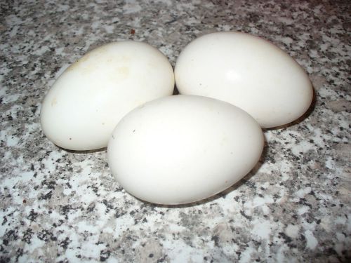 3-AFRICAN GOOSE EGGS + 1 EXTRA egg. HATCHING EGGS