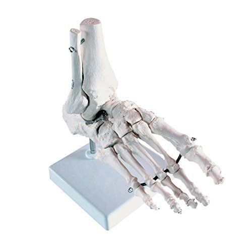 Wellden Product Medical Anatomical Skeleton Foot Model, Life Size