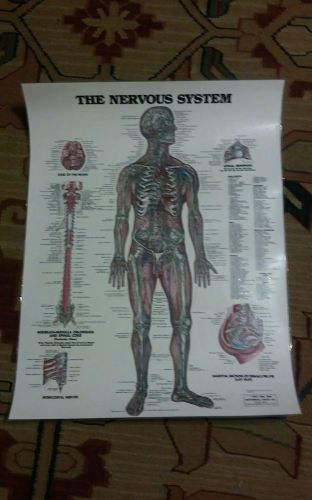 The nervous System Anatomy Poster  Anatomical Chart Company 26&#034; x 20&#034; vintage