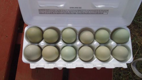 12 **OLIVE EGGER**  AMERICANA**  Hatching Eggs NPIP CERTIFIED (easter egger)