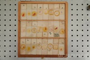 Vintage Histology Microscope Slides (University of Melbourne) Lot #5
