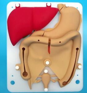 Laparoscopic simulation silicone organ Liver gallbladder uterus suture practice.