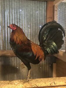 8+(SHOWME) Pure MEL SIMS BROWNREDS ($Blacks$ )Gamefowl  Chicken Hatching Eggs