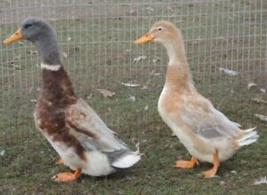 8+ Saxony Duck Eggs