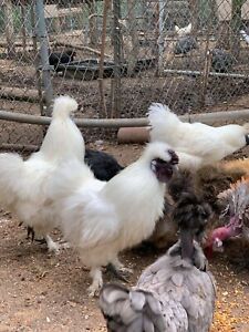 6 Silkie/Showgirls Hatching Eggs