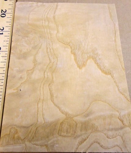 White ash burl 5&#034; x 6&#034; with no backing (raw unbacked flitch) &#034;a&#034; grade quality for sale
