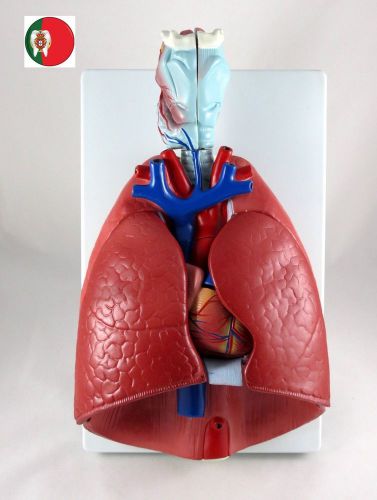 Medical and Educational Anatomic Human Larynx, Heart &amp; Lung model IT-056 ARTMED