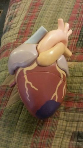 Late 50s or early 60&#039;s Heart Model