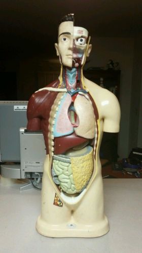 Anatomical Human Model by Nystrom Biological Removable Organs Head 34&#034; x 16 1964