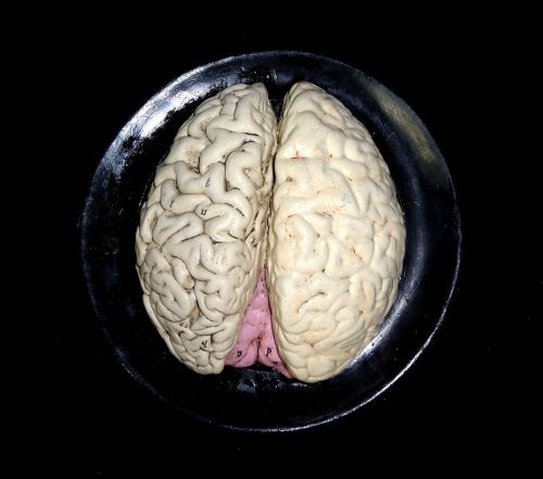 Antique Bock Steger Brain Anatomical Model - RARE!