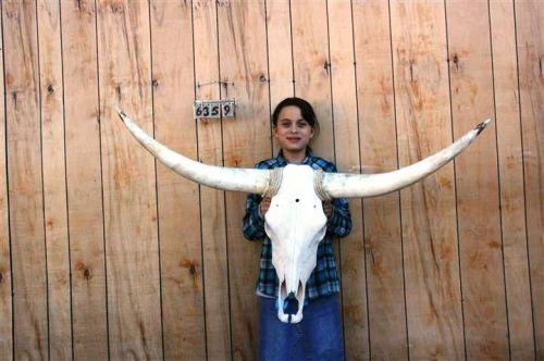 Steer skull long horns 4&#039; 2&#034; cow bull skulls horn h6359 for sale