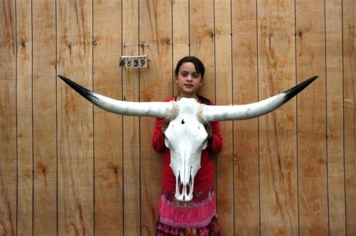 STEER SKULL LONG HORNS 3&#039; 11&#034; COW BULL SKULLS HORN H6539