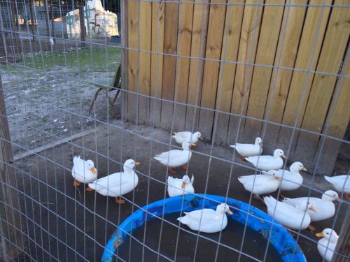 10++ White Call Ducks   Hatching Eggs
